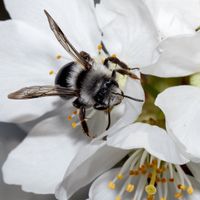 Wildblumenwiese, Insekten, Umweltschutz, Fridays for future, Bienen, Fotografie, Art, Kunst, Fine Art Print, Kelheim, Ingolf Keller